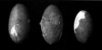 Fig. 3 - Os três ovos de dinossauro encontrados por Langerton Neves em Peirópolis. 
