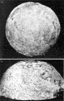 Fig. 3 - a) Ovo de dinossauro descrito por Price (1951) que está no acervo do MCTer (DGM.348-R); b) detalhe do ovo mostrando a textura através do moldo da casca (fotos do ovo de Mário Carnaval). 