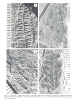 Vista geral da espécime  Pecoteris sp. mostrando detalhes das pínulas com lobos típicos. Vieira & Iannuzzi, 2000.