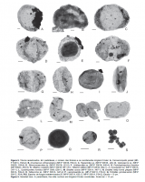 Palinologia diversa imagem mostra  espécime de pólens e esporos encontrados no afloramento Morro do Papaléo. Fonte: Smaniotto et al., 2006.
