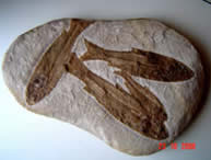  Peixes fossilizados por incrustao h 110 milhes de anos.(Chapada do Araripe, Cear - Museu de Geologia da CPRM - Coleo Prcio de Moraes Branco. Foto: P.M.Branco). 