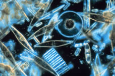 Algas diatomceas
