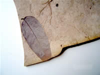  Siltito com uma folha fossilizada (Bariloche, Argentina, Coleo Prcio M. Branco) 