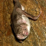 Morcego da espcie desmodus rotundus