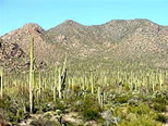 Fig. 7  O saguaro